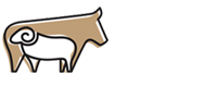 Koç Kardeşler Samsun Adak Kurban Akika Kesimi Besi Çiftliği